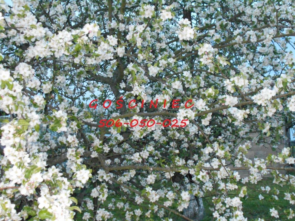 Gosciniec Villa Koden ภายนอก รูปภาพ